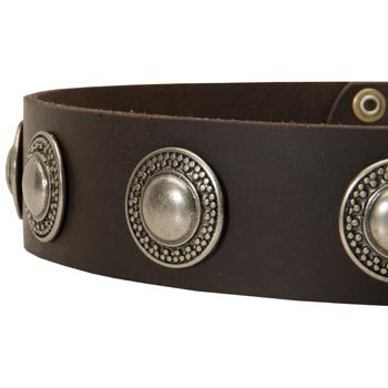 Leather Dog Collar with Conchos for   Schutzhund Dog