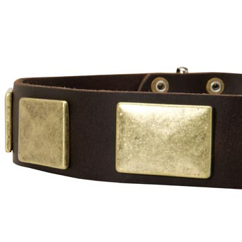 Leather Dog Collar with Massive Brass Plates for Schutzhund Dog