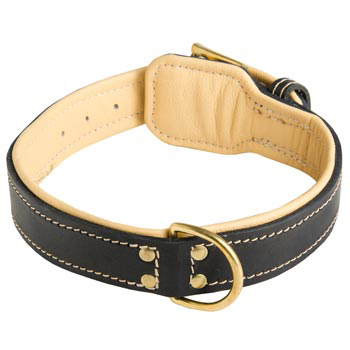 Leather Dog Collar Padded for Schutzhund Dog Off Leash Training