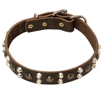 Leather Collar for Schutzhund Dog Stylish Walks