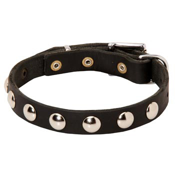 Leather Schutzhund Dog Collar Studded for Puppies