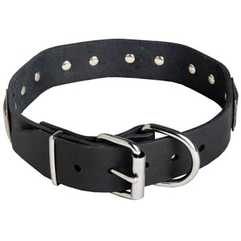 Leather Schutzhund Dog Collar with Steel Nickel Plated Buckle and D-ring